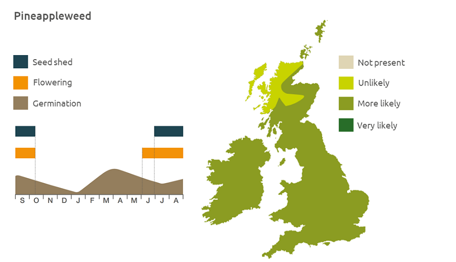 Pineappleweed cycle and UK distribution
